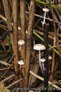 Rietmycena